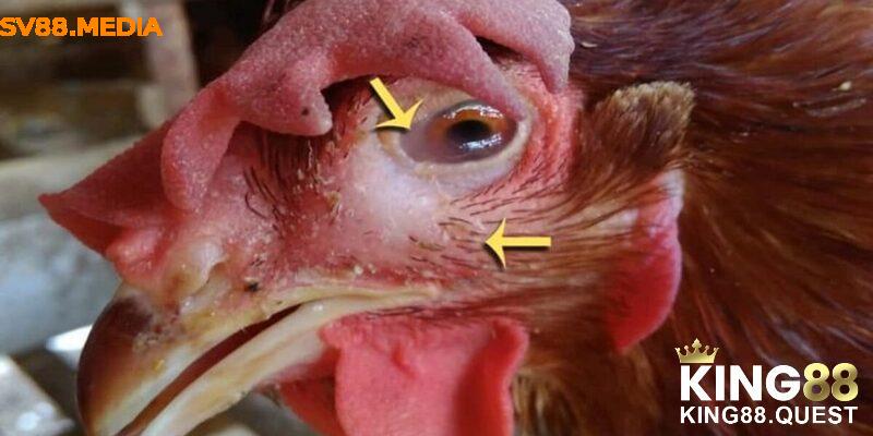 Không nên chọn gà có mắt bị bệnh